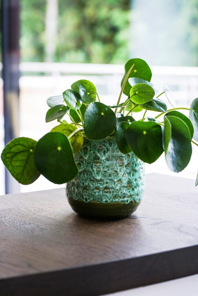 Ivyline makes a commitment to removing plastic packaging