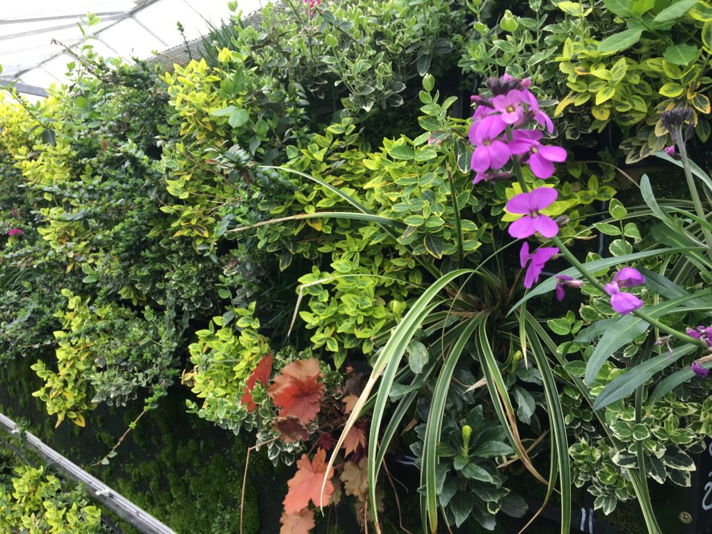McArthurGlen starts work on Europe’s largest living wall installation at Ashford Designer Outlet