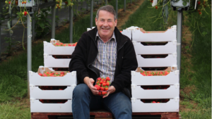 Tesco strawberries Mini heatwave helps create bumper British strawberry crop