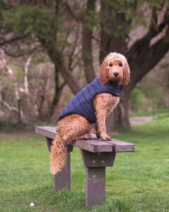 Trespaws 11 INDX Homewares reveals exhibitor line-up