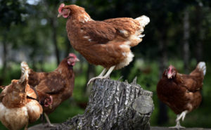 hens sainsburys Sainsbury's lays out 100% free range egg commitment