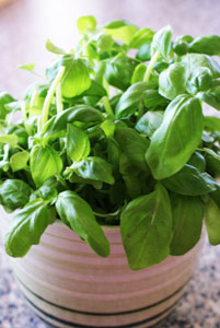 Fresh herbs boom reflects home cooking trend 