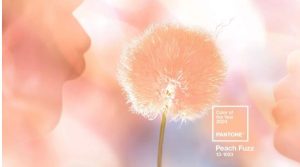 peach fuzz.jpg Pantone reveals Colour of the Year for 2024