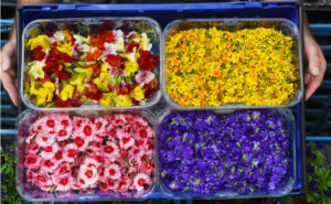 sainsburys edible flowers Sainsbury’s launches edible flower range