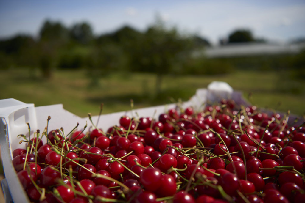 Summer arrives at Waitrose with a cherry on top!