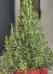 waitrose christmas tree cropped 6 A Rose-mary Christmas from Waitrose