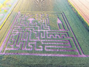 waitrose maize colour corrected A maze of maize all set for Waitrose summer festival