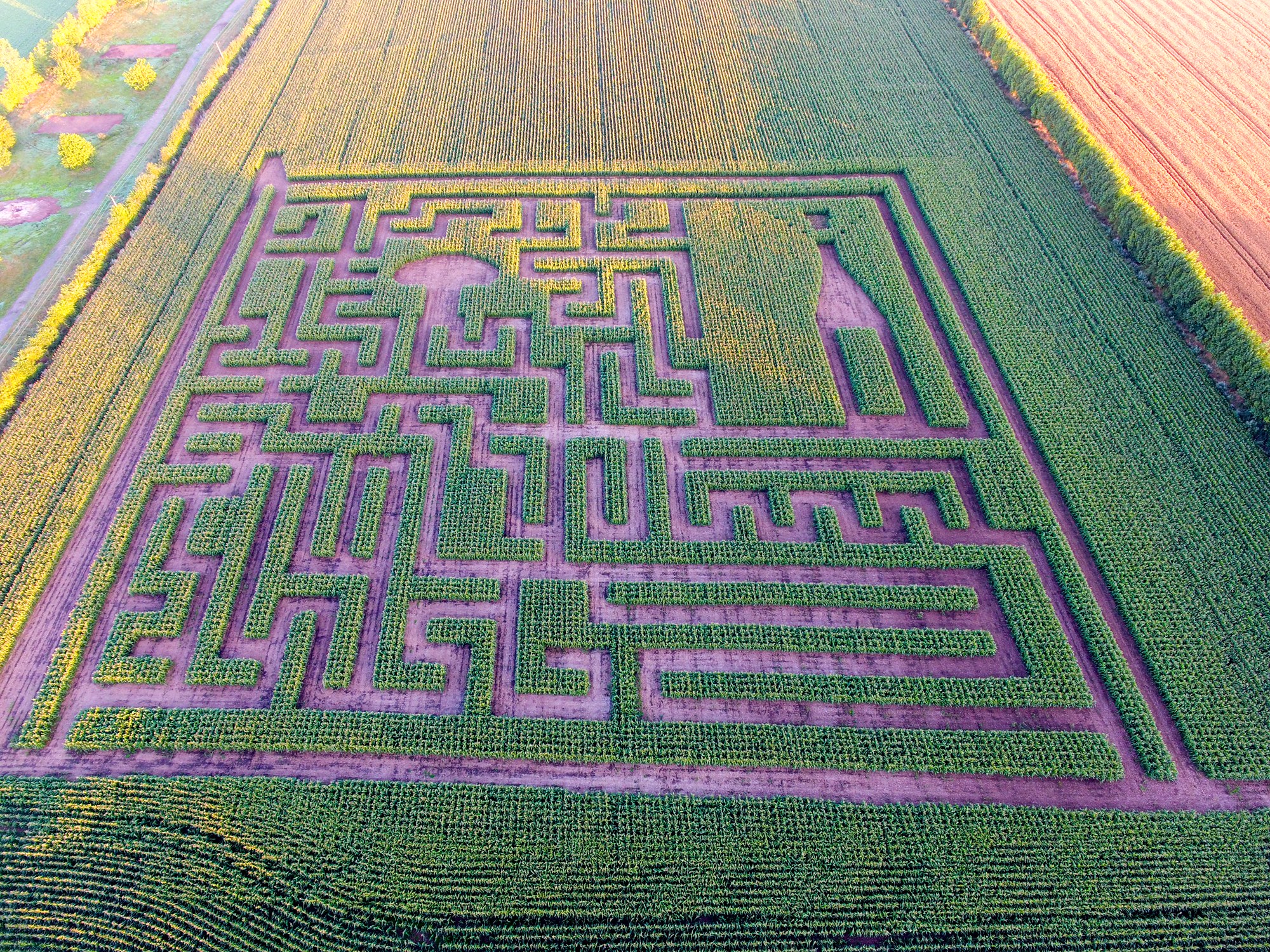 A maze of maize all set for Waitrose summer festival