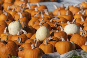 waitrose pumpkins Waitrose prepares for Halloween