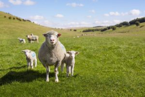 waitrose 13178467037552 Healthy food on the menu for Waitrose customers